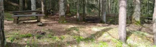 Bosco Alpe San Benedetto
