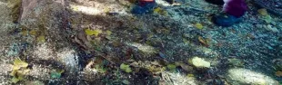 Descrizione immagine non disponibile