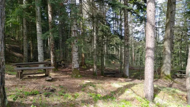 Bosco Alpe San Benedetto